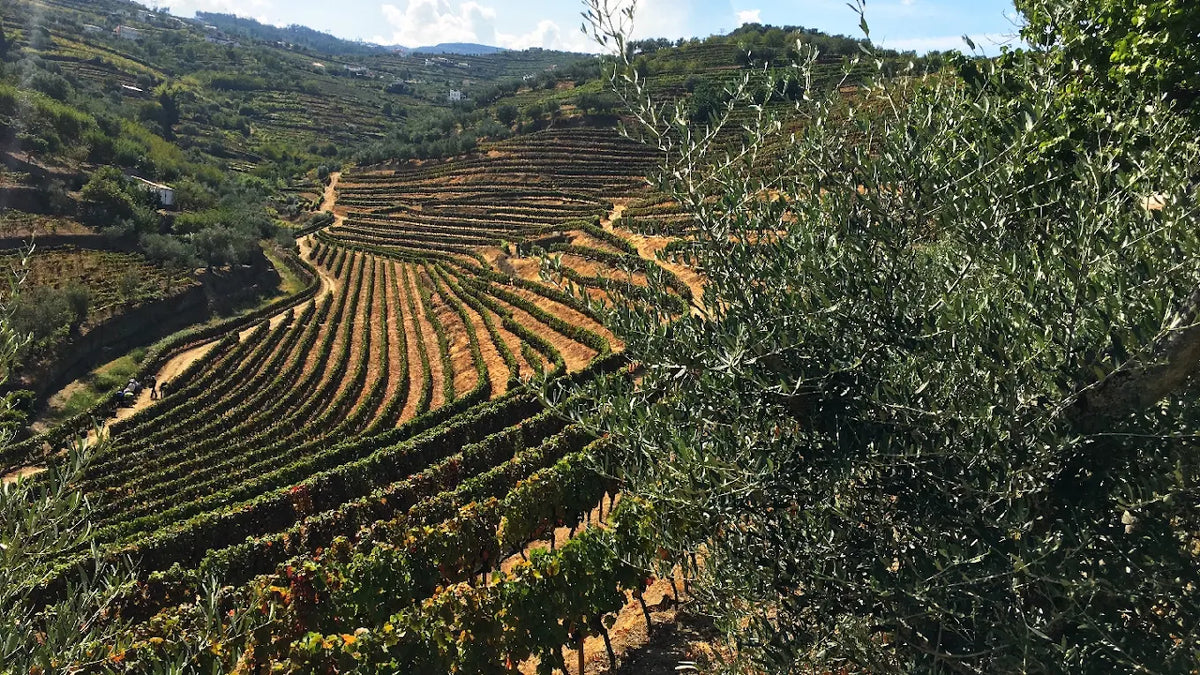 Quinta Des Lamelas